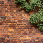 Enlever lierre d'une façade