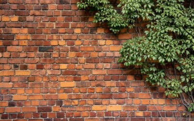 Comment enlever le lierre d’une façade ?